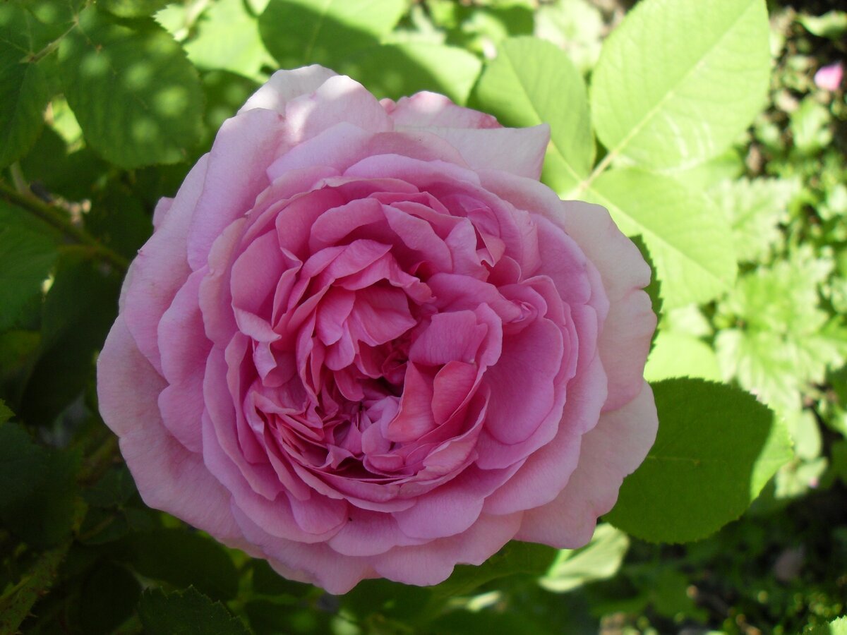 La Reine