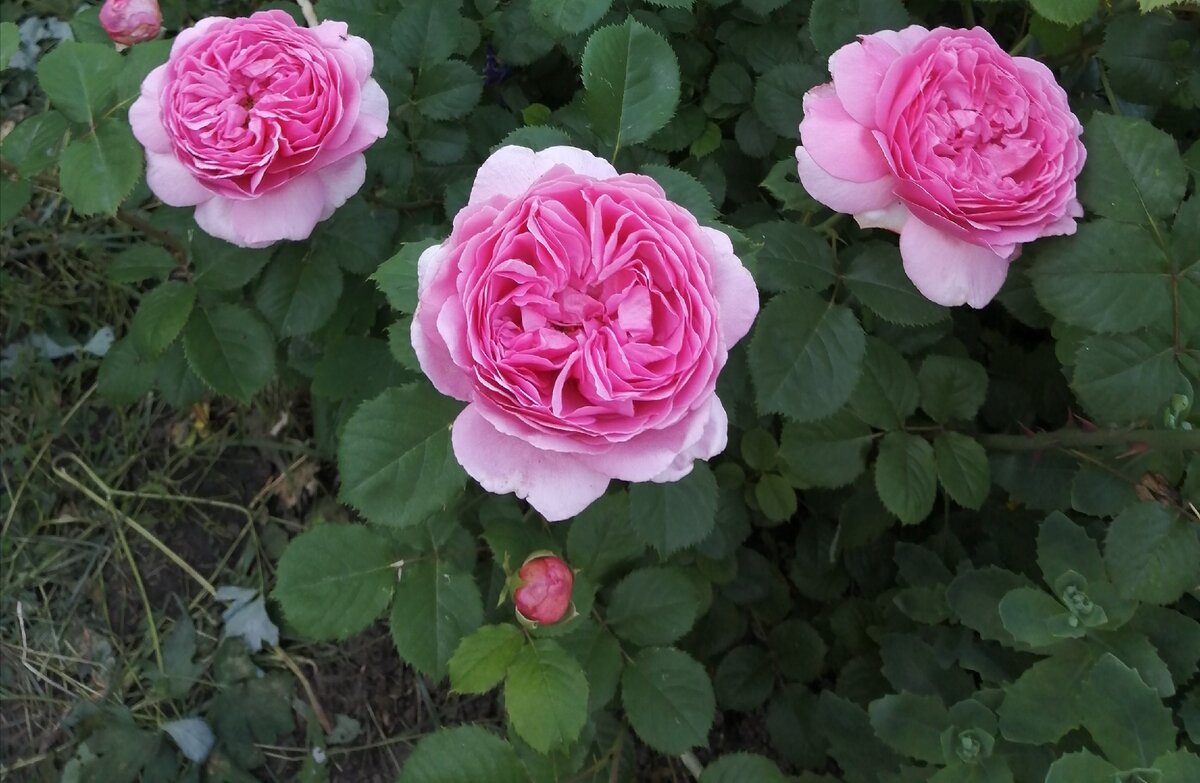 Роза Принцесса Александра оф Кент. Вернисаж одной розы | Про розы, сад и  путешествия | Дзен