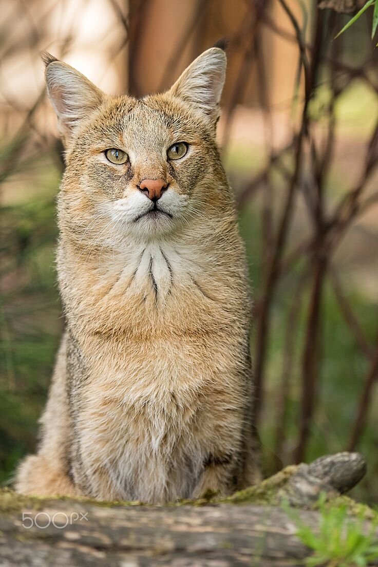 Камышевая кошка 