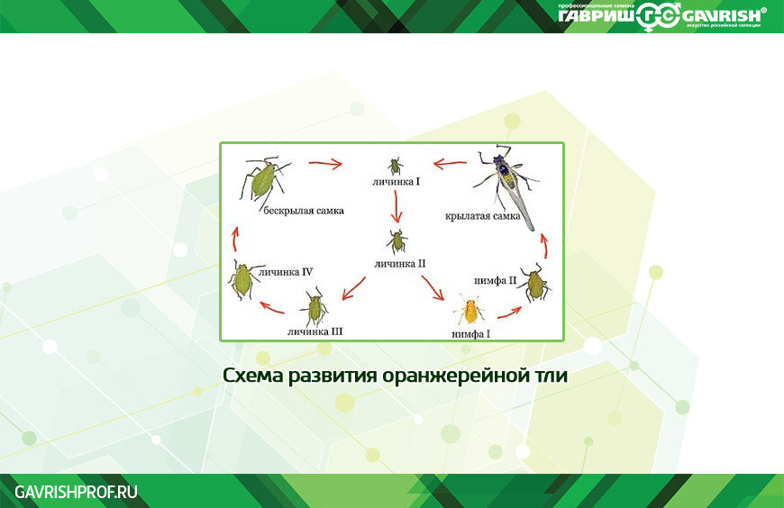 Афидиус колемани. Развитие с полным превращением стадии развития. Отряды насекомых с полным и неполным превращением. Определите тип развития насекомых оранжерейная тля. Типы развития насекомых 7 класс биология.