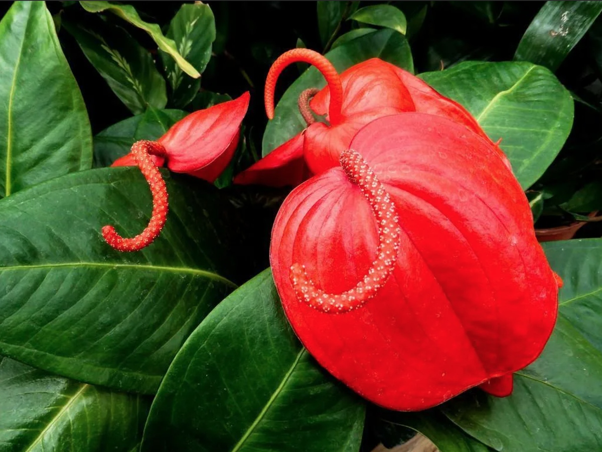 Антуриум Шерцера (Anthurium scherzerianum)   Источник: https://clck.ru/WgsYy