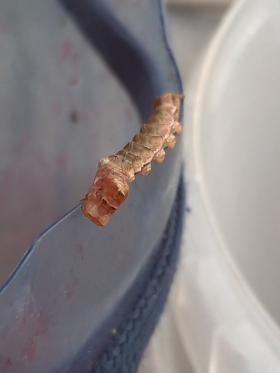 Правда же похож на дракончика?