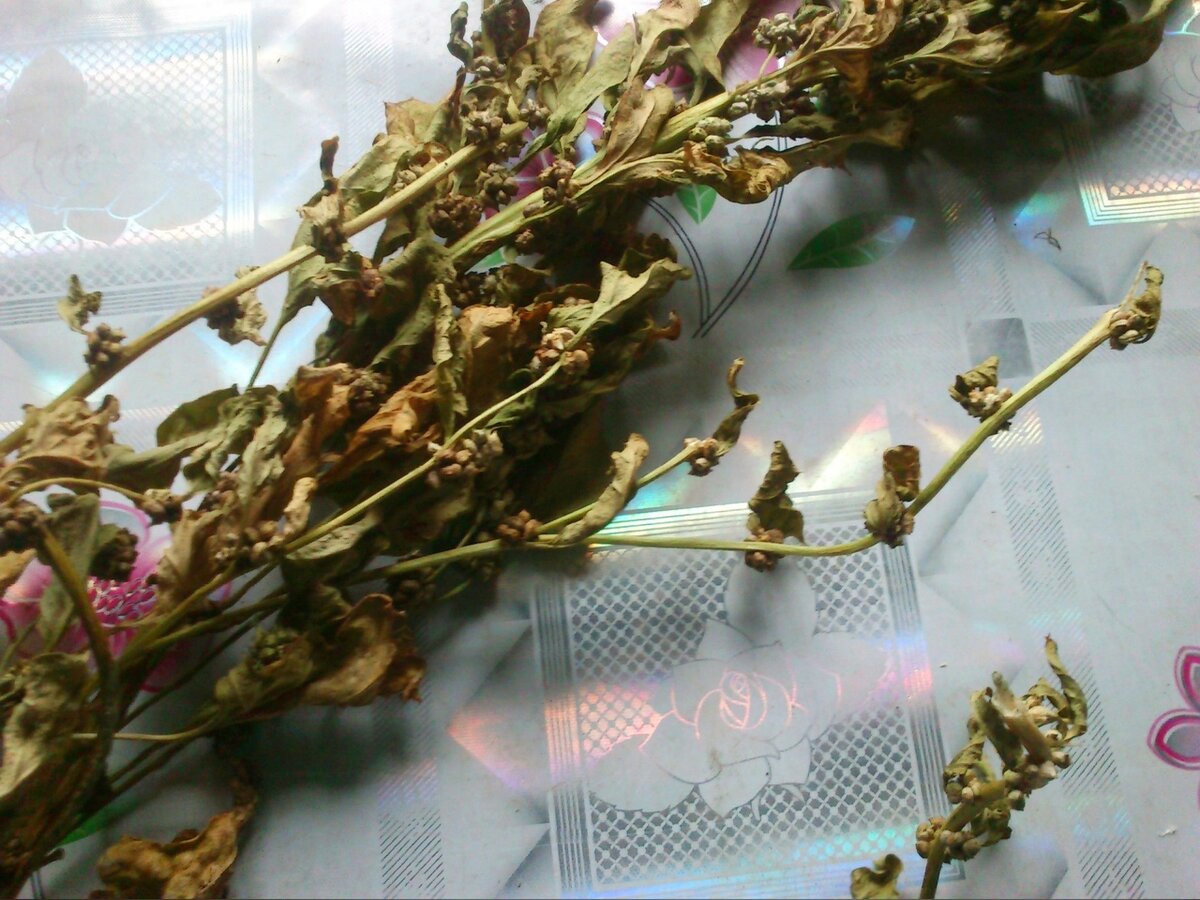 ШПИНАТ ВЫСОХ