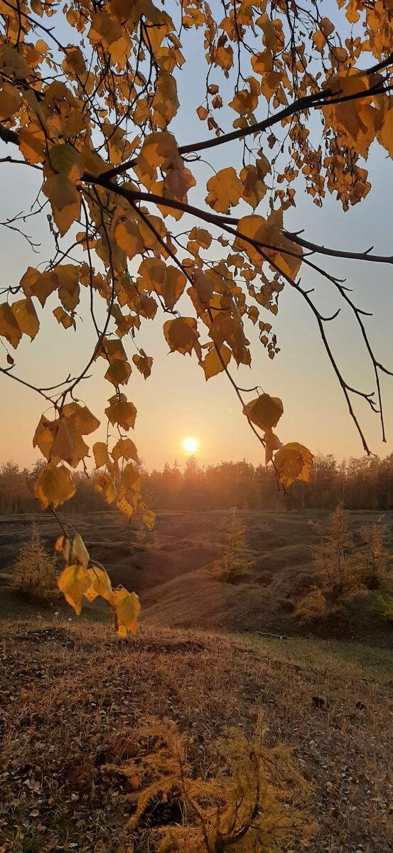 Наступила золотая осень...