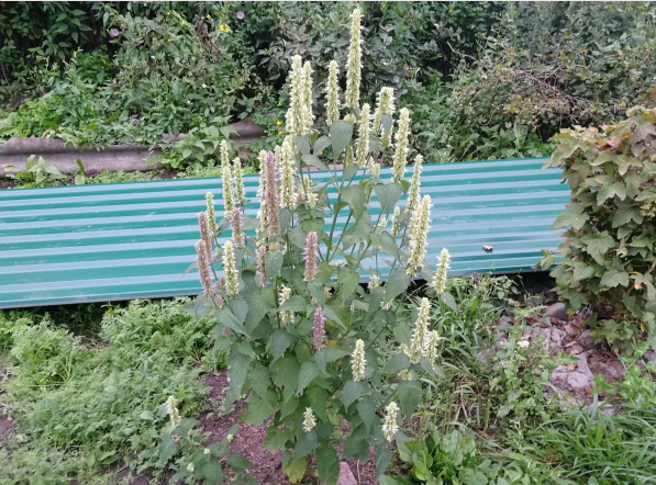 Один куст лофанта цвел сразу и белыми и сиреневыми колосками, фото автора 