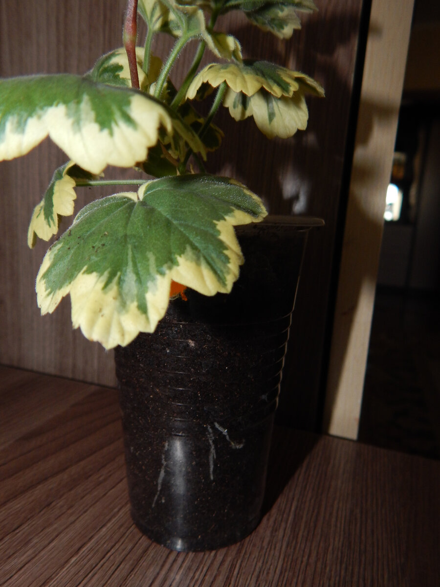 седьмой день!