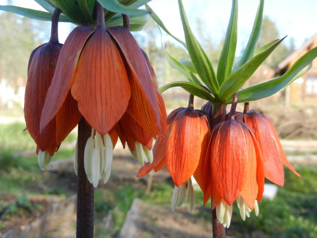 Имперский цветок. Имперский цветок. Рябчик императорский желтый. Королевский рябчик цветок. Цветок рябчик императорский.