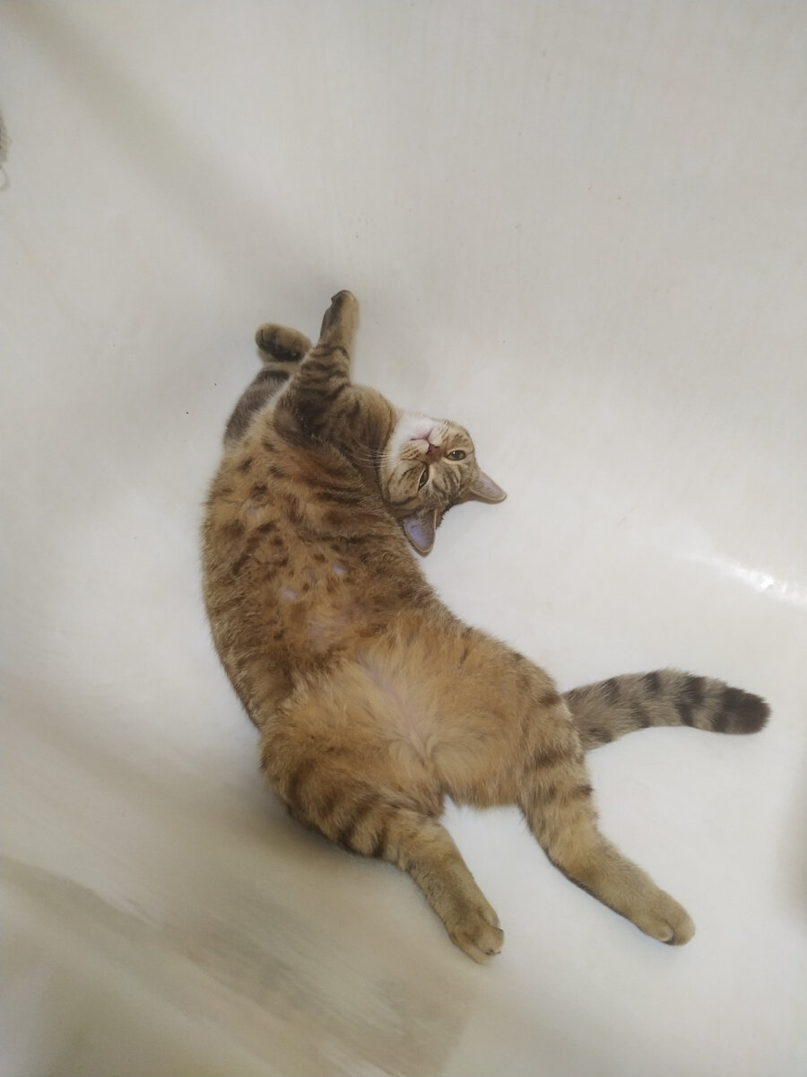 Наша британка Фасоль, знакомьтесь :) 