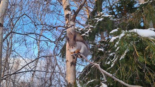 Международный день белок 🐿️