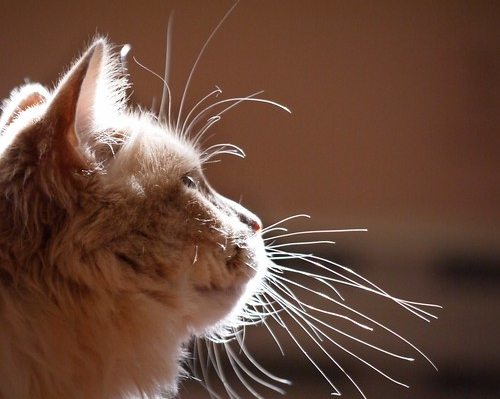 Выпадение усов у котов: что делать, как восстановить их и почему это может говорить о состоянии здоровья
