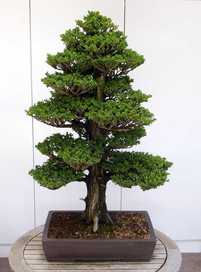 японская "гигансткая секвойя" в мини формате 