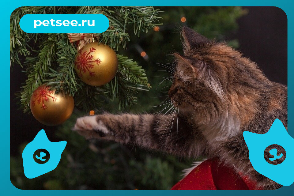 Зачем кошка кидает игрушки в миску с водой? (источник: pixabay.com)