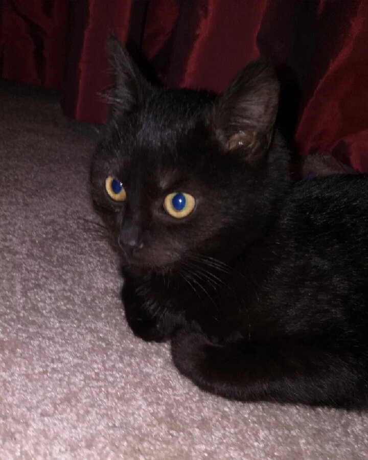 Фото котёнка.