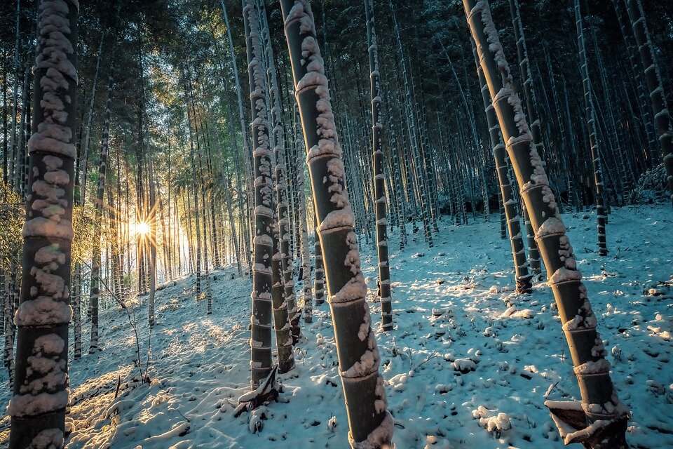 pixabay.com/