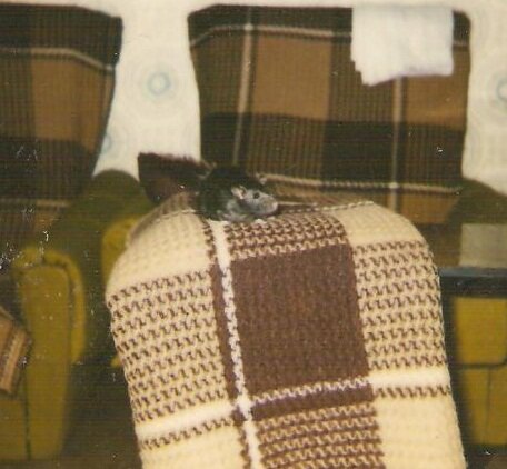 Мишенька, мой первый крыс, вернее второй, если считать Микки, которого я не помню. фото из личного архива автора