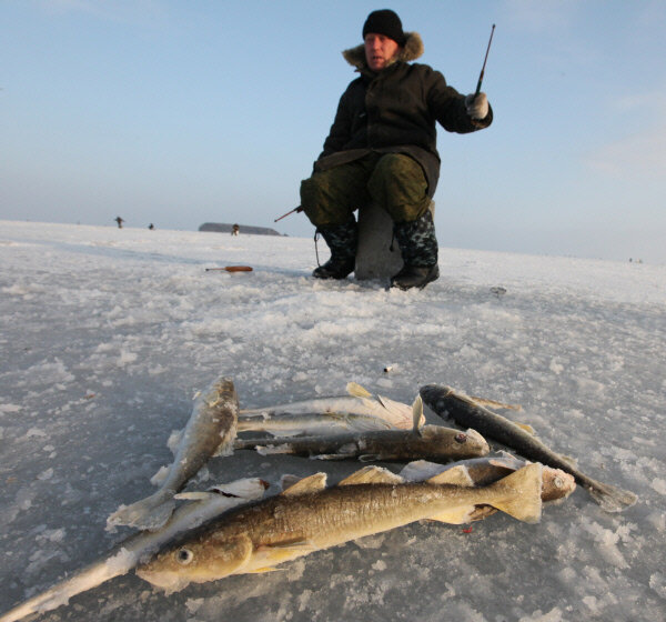 Ловля наваги. Вдали остров "Коврижка". 