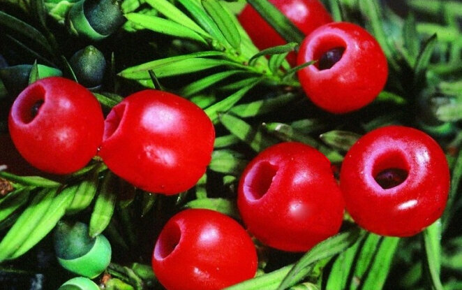 ягоды тиса