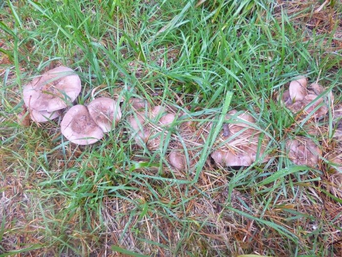 Грибы у забора