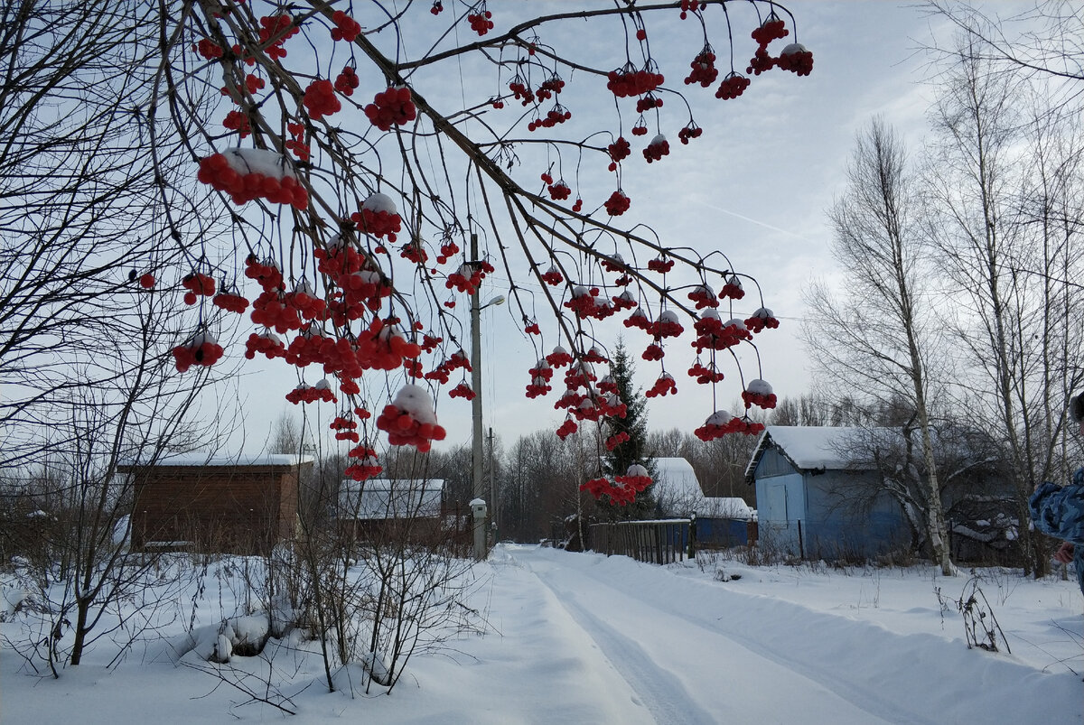 Гуляли по товариществу. 