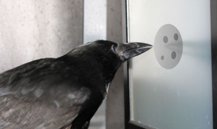 вороны понимает концепцию нуля.