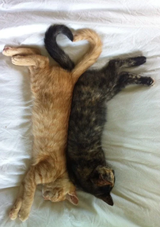 Слияние в привязанности