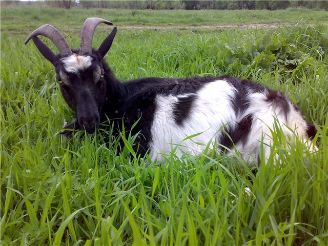 Первая главкоза Даша.