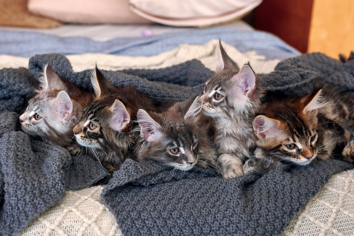 Вопрос на засыпку: сколько лотков необходимо в данной ситуации?