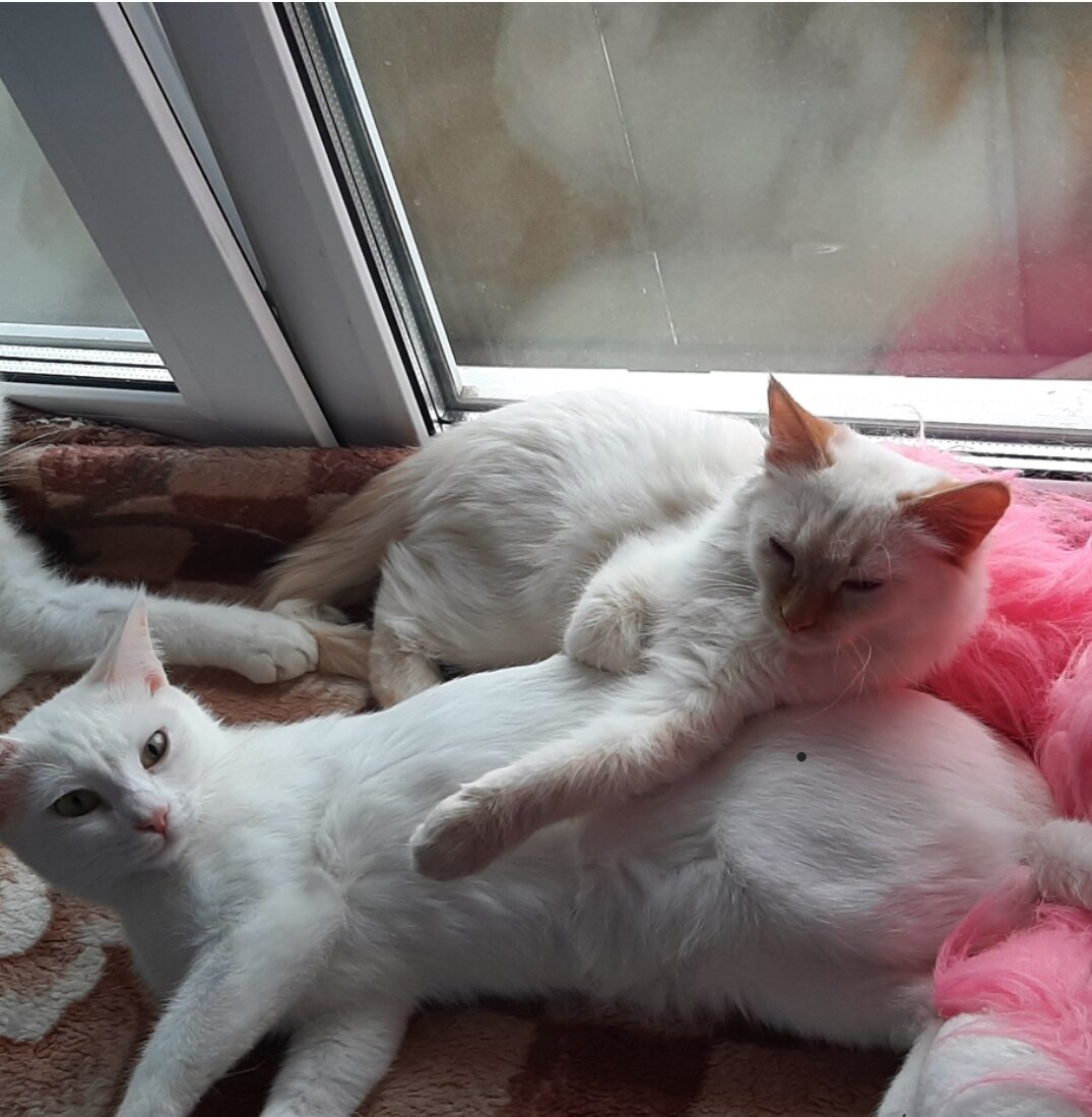 Наша любовь и чья-то лапа)