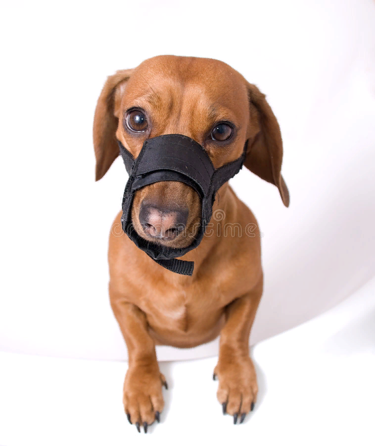 Тоска в глазах...Фото взято из Яндекс.Картинок