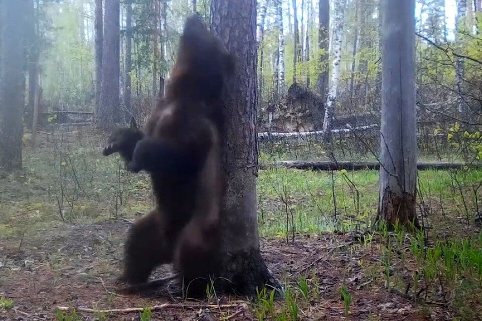     Под Рязанью запах медведя жутко напугал кабана. Фото с фотоловушки.