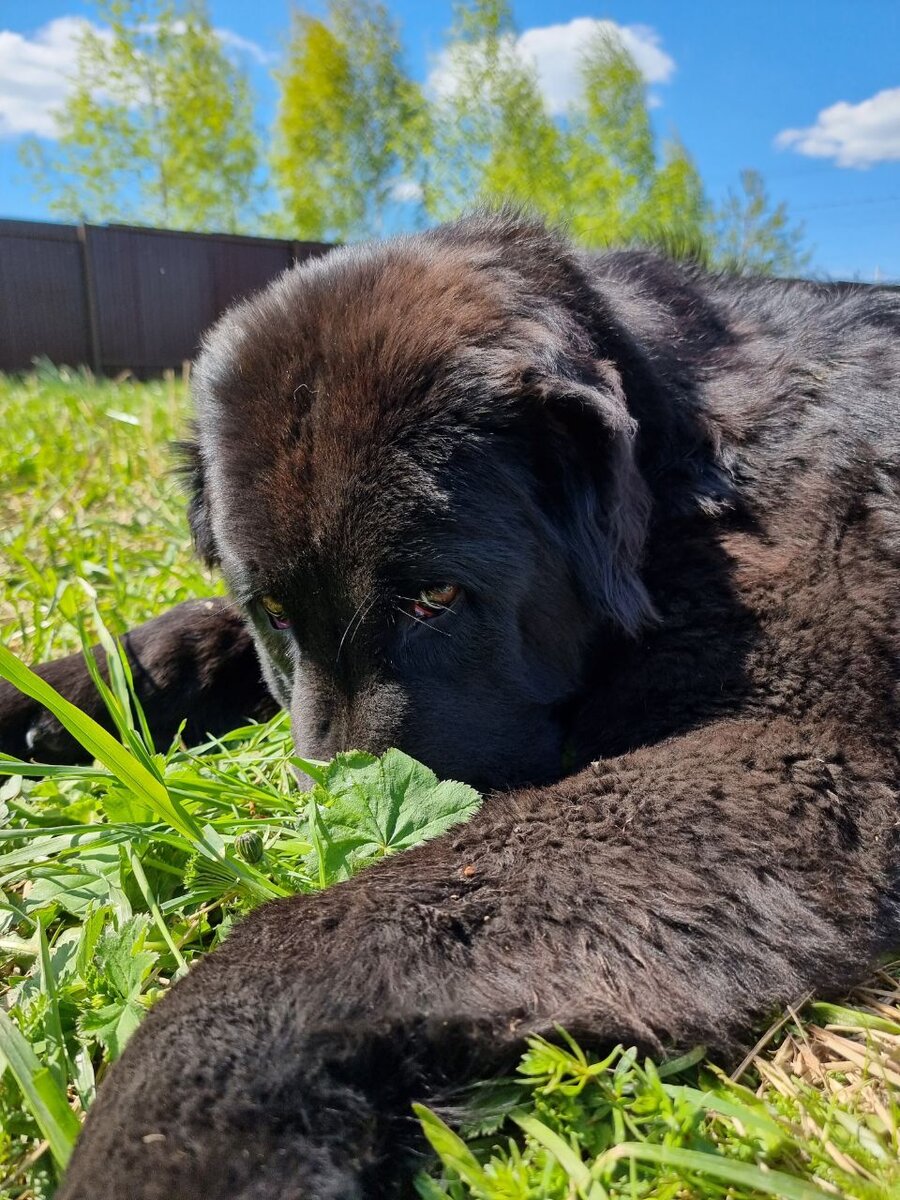У Нуар человеческий взгляд