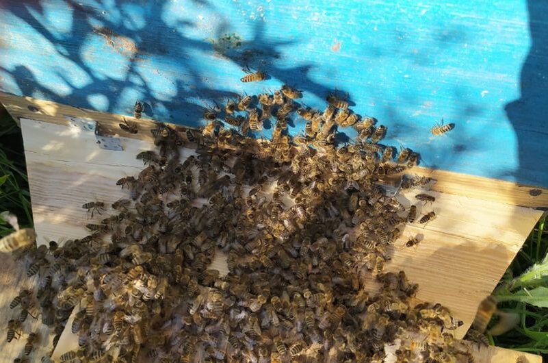 Пчелы у улья.