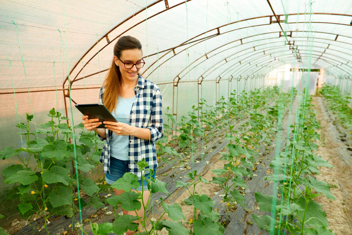 Выращиваем огурцы в промышленной теплице.