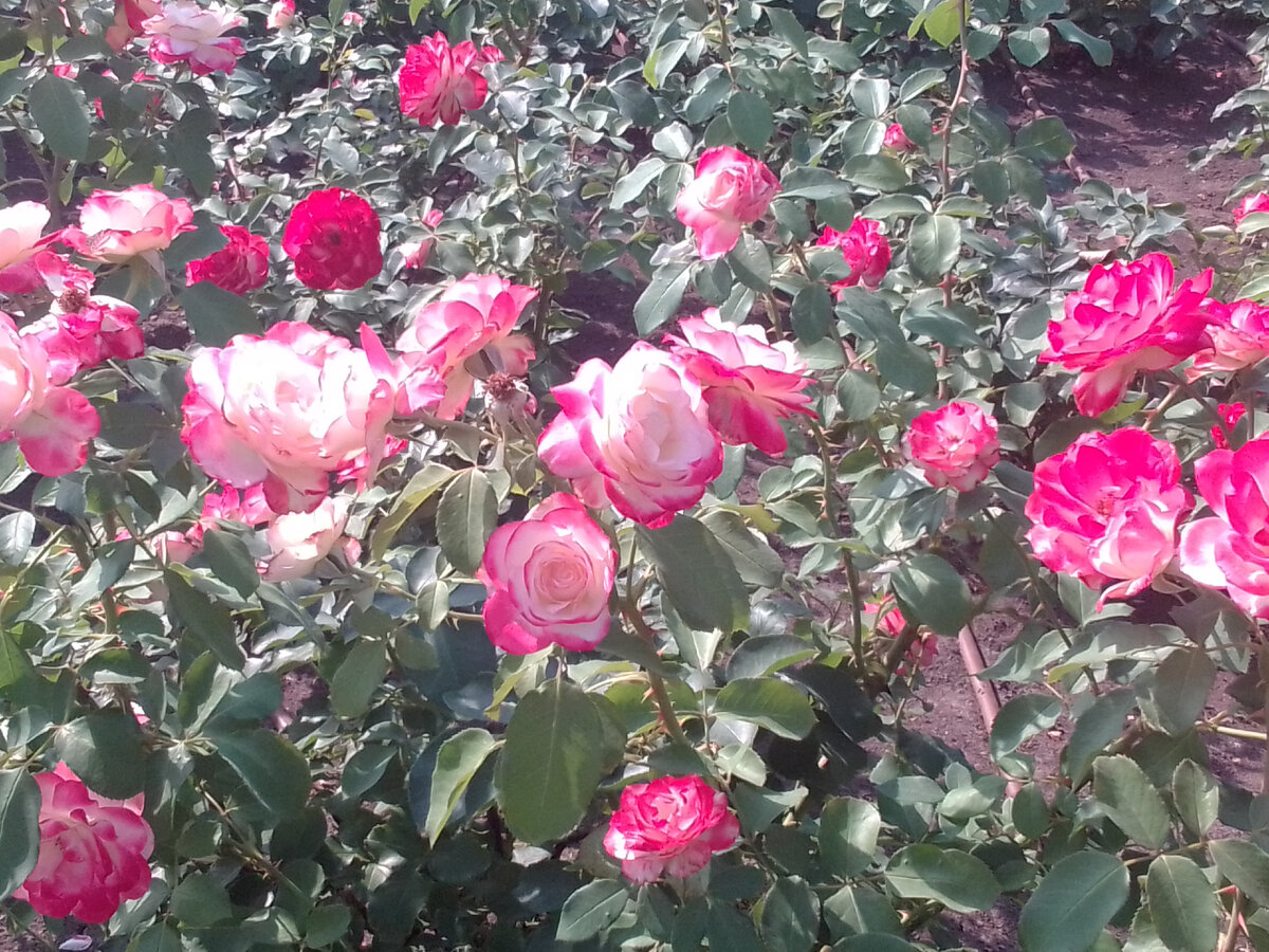 Фото автора.