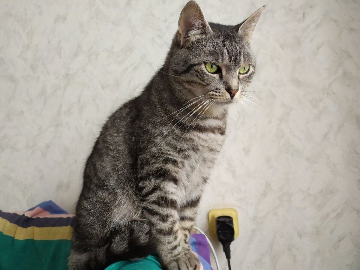 Иной раз наш котик ходит мимо лотка 