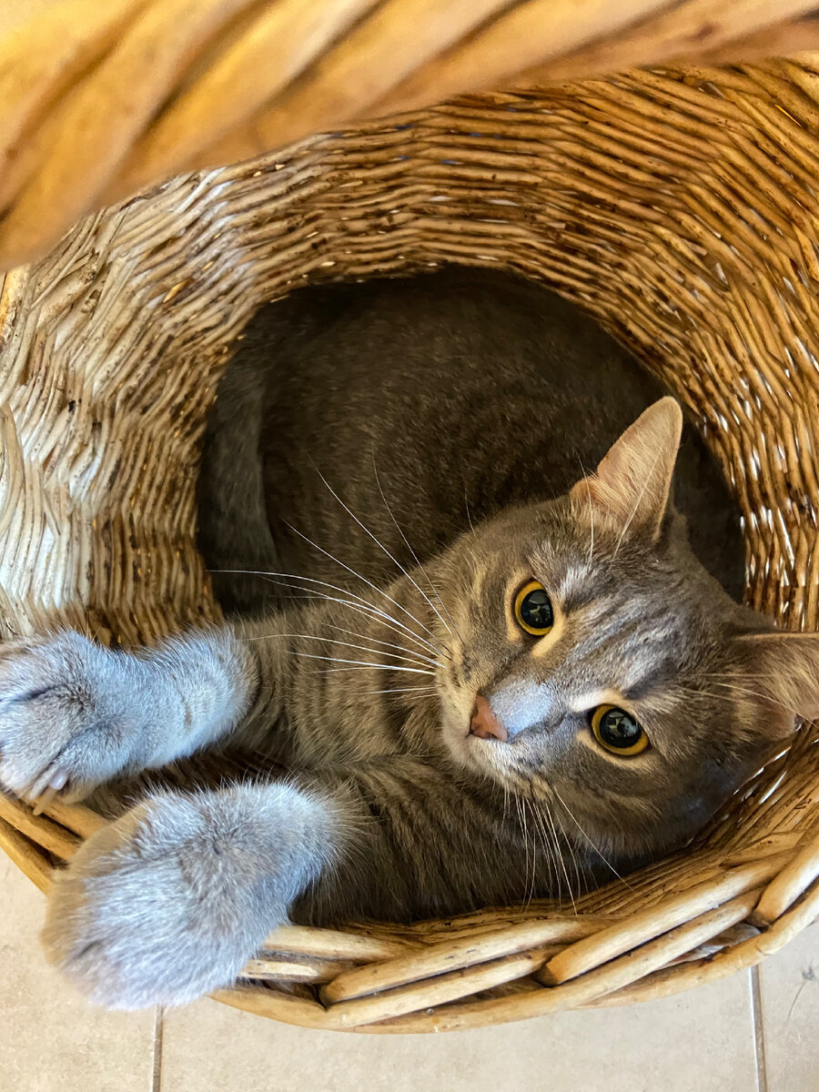 P.S.: не нашла подходящую картинку, так что вот вам кот