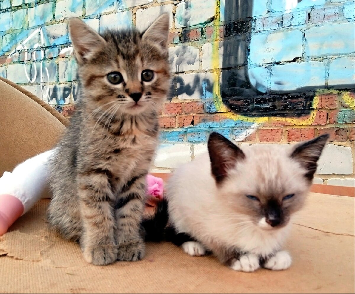 Маленькие жители заброшенного домика.