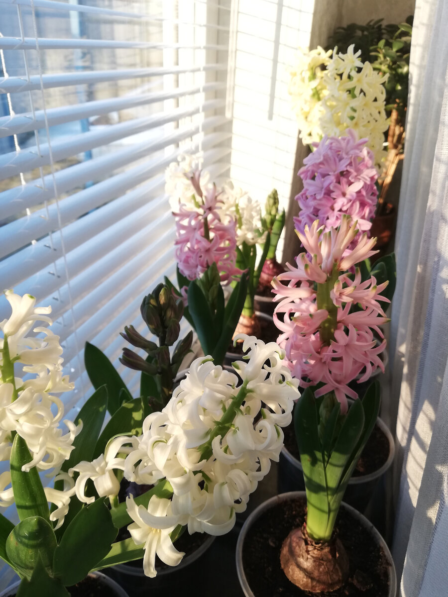 Гиацинты в горшочках, ждут весну. Высажены осенью в сад.