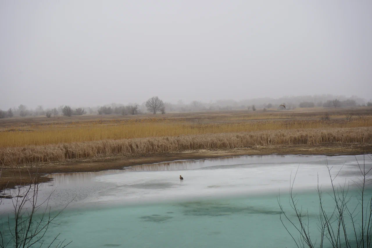 Авторское фото волгоградского ученого и фотографа Елены Попковой: https://www.saatchiart.com/account/artworks/1599809