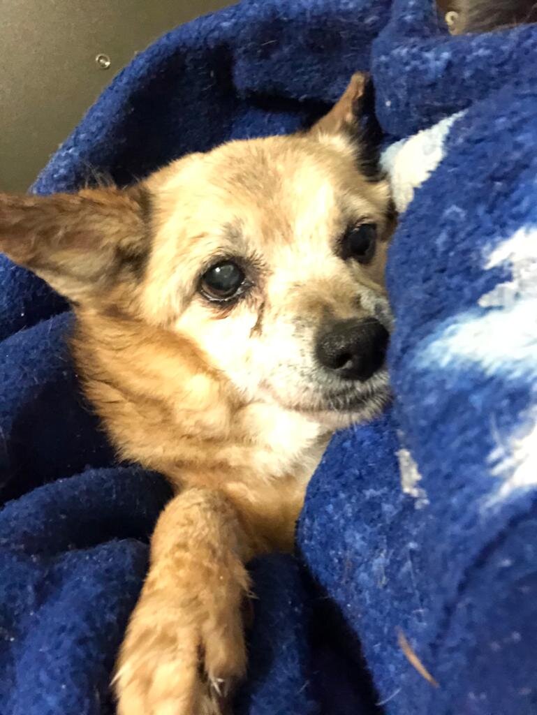 Завернула в плед несу домой.