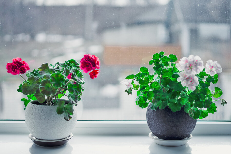 Навлечете беды и болезни: 5 растений, которые нельзя держать в квартире |  Интернет-газета «Жизнь» | Дзен