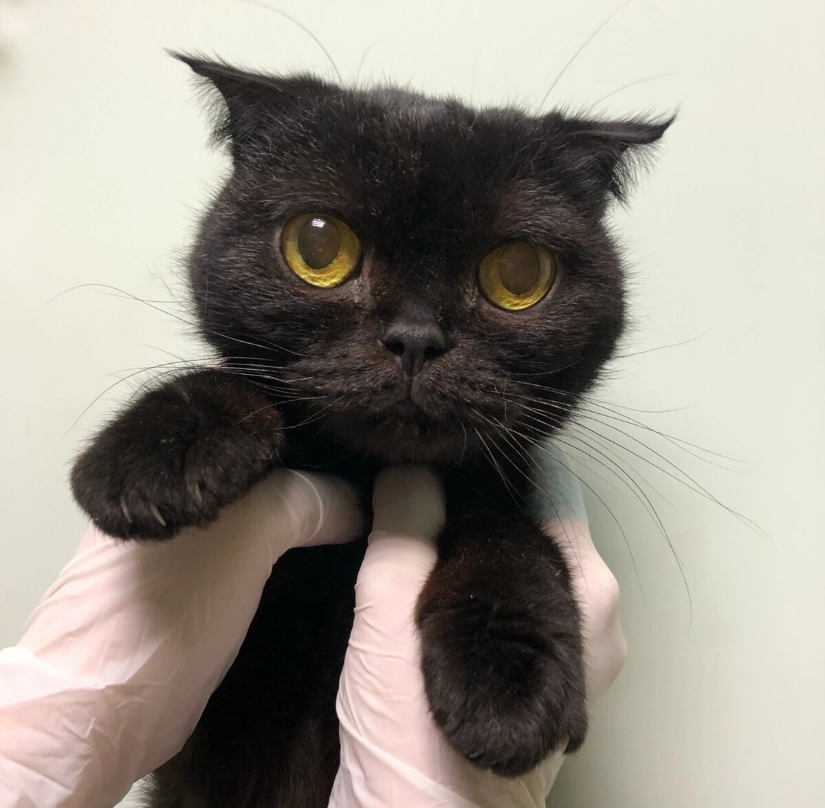 Мандрагора