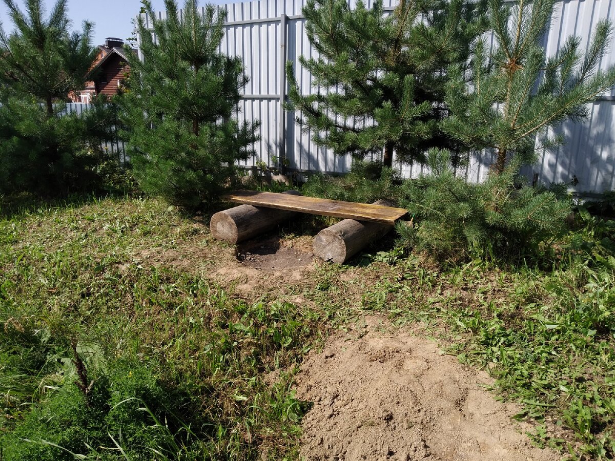 Растет живая изгородь