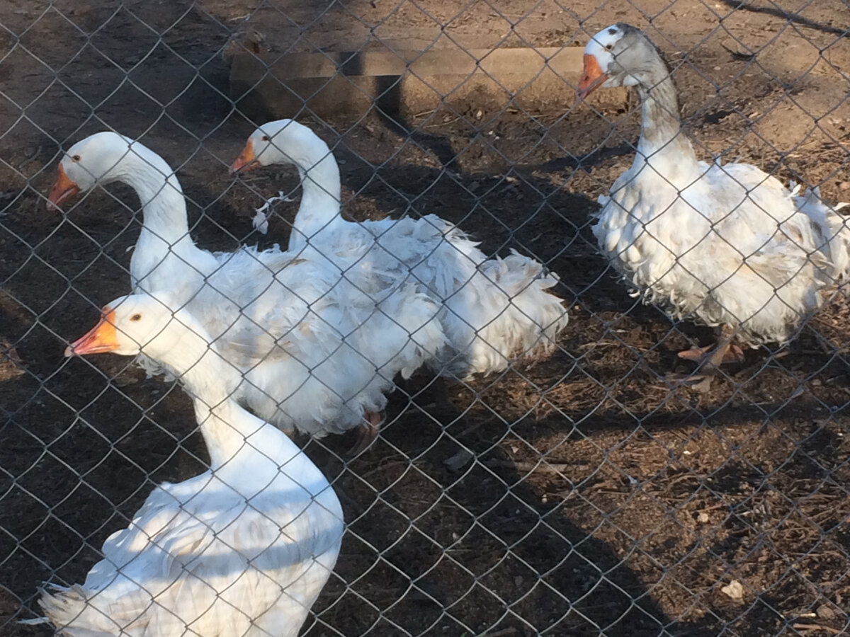 Соседские гуси породы Севастопольские кучерявые