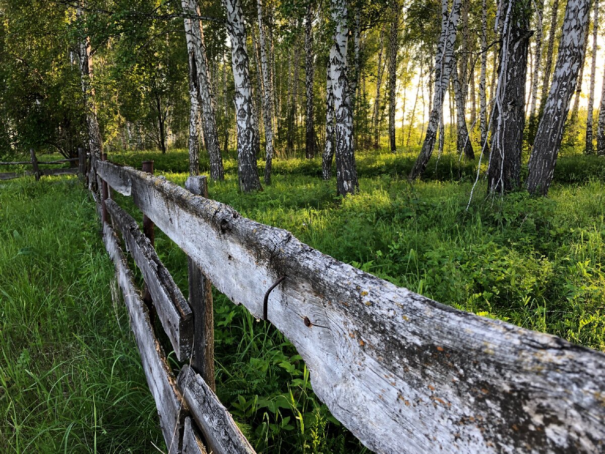 Это самый край нашего участка. Фото автора