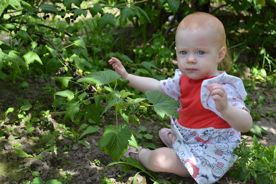 Съел одну ягодку? Скажут, что ободрал целый куст! Личное фото для оформление карточки.