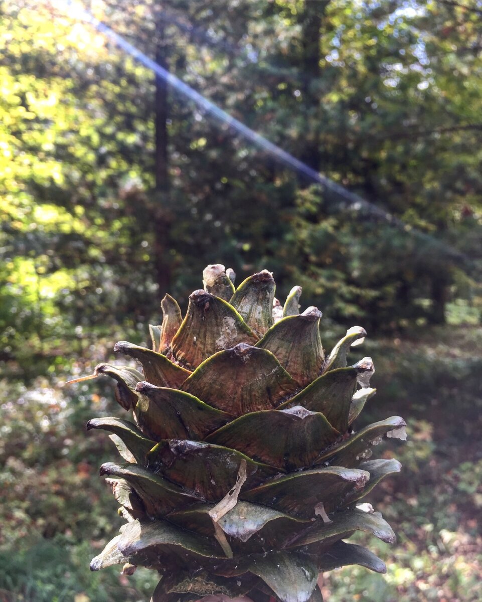 фото сделано на iphone 6 и без фильтров!