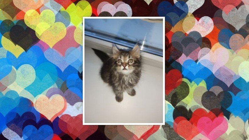 Красотка Шерон Фото и коллаж личные