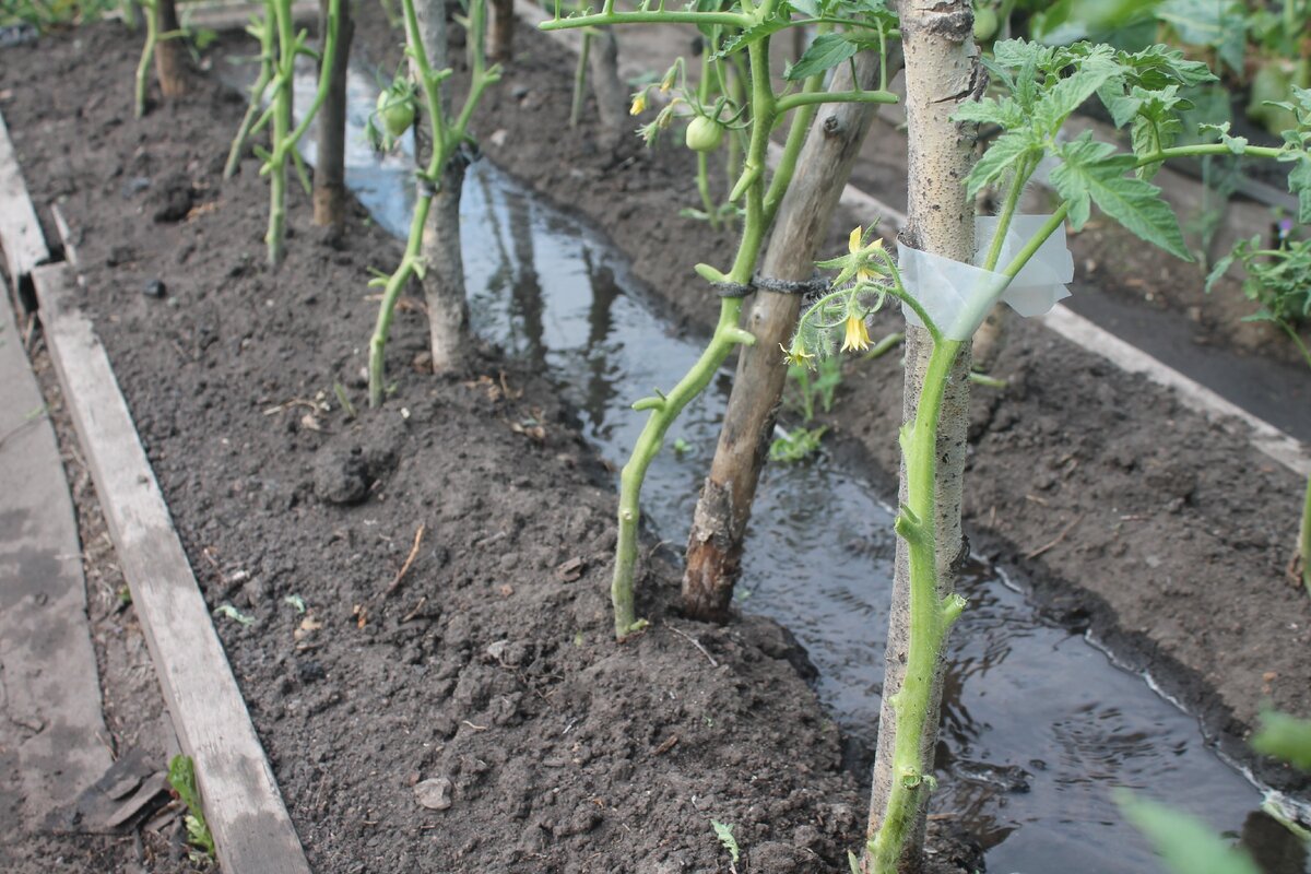 Se puede congelar tomate triturado