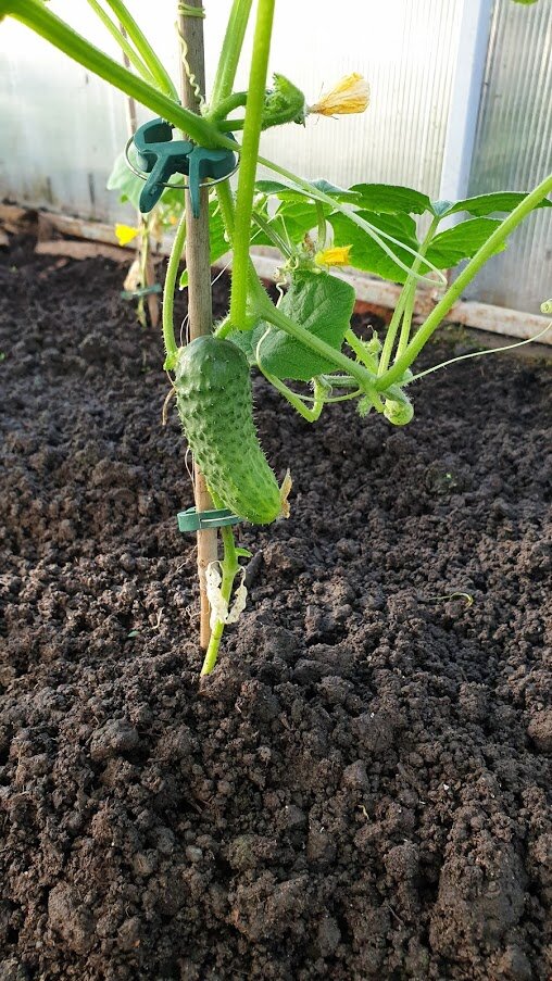 Это совершенно здоровый огурчик, надеюсь скоро вырастет . Фото автора Алесад Сорт Кони F1. На моем канале есть видео посадки этого растения. Думала не выживет, а он оклемался.